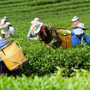 茶園採摘